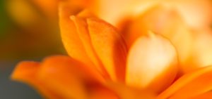 Hindergrundbild der Kopfzeile - Orange Blume